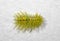 Macro Photo of Colorful Hairy Caterpillar on White Wall