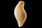 Macro photo of conchiglie pasta shell isolated on black background