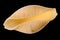 Macro photo of conchiglie pasta shell isolated on black background