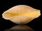 Macro photo of conchiglie pasta shell isolated on black background