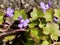 Macro photo of Cymbalaria muralis