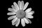 Macro photo of daisy. Black and white
