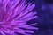 Macro Photo of a dandelion plant. Fluorescent flower Dandelion plant with a fluffy purple bud.  dandelion flower growing in the