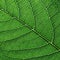 Macro photo of dark green leaf. Natural pattern of leaf vein as a background for your ideas. Top view