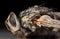 Macro Photo of Dead Housefly Isolated on Black Background