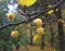 Macro photo with decorative background of Apple tree with mini fruits of yellow color shade