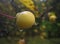 Macro photo with decorative background of Apple tree with mini fruits of yellow color shade