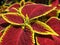 Macro photo with decorative background of beautiful bright red velvet leaves of herbaceous plants for landscaping