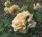 Macro photo with a decorative background of beautiful cream delicate flowers of a garden plant Bush varietal rose for landscape