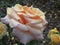 Macro photo with a decorative background of beautiful cream delicate flowers of a garden plant Bush varietal rose for landscape