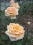 Macro photo with a decorative background of beautiful cream delicate flowers of a garden plant Bush varietal rose for landscape