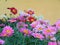 Macro photo with a decorative background of beautiful daisies with pink petals