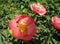 Macro photo with decorative background of beautiful delicate petals of Terry peony flowers for gardening