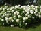 Macro photo with a decorative background of beautiful flowering shrubs with white flower caps hydrangea plants