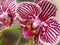 Macro photo with decorative background of beautiful flowers with striped petals Orchid plants