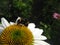 Macro photo with a decorative background of a beautiful fluffy bumblebee insect collecting nectar on the flower