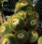 Macro photo with a decorative background of beautiful huge prickly cactus plant flowers for landscaping