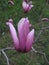 Macro photo with a decorative background of a beautiful pink flower on a branch of a Magnolia tree