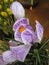 Macro photo with a decorative background of a beautiful purple flower of a bulbous crocus plant for garden landscape design
