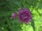 Macro photo with a decorative background of a beautiful purple flower of a wild forest medicinal herbaceous plant