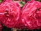 Macro photo with decorative background of beautiful rose flowers with petals of pink shade of color with two bees