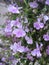 Macro photo with a decorative background of beautiful small flowers with lilac petals of a herbaceous ampel plant for landscaping