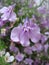 Macro photo with a decorative background of beautiful small flowers with lilac petals of a herbaceous ampel plant for landscaping