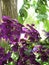 Macro photo with a decorative background of beautiful small flowers with purple petals of a herbaceous plant for landscaping