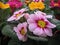 Macro photo with decorative background of beautiful undersized flowers of herbaceous plants primrose for landscaping