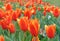 Macro photo with a decorative background of beautiful variegated red flowers of a Tulip plant for gardening