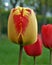 Macro photo with a decorative background of beautiful variegated yellow flowers of the Tulip plant for gardening