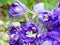 Macro photo with a decorative background of beautiful violet flowers of delphinium from the family of buttercups