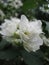 Macro photo with a decorative background of beautiful white flowers on a branch of a Jasmine tree