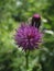 Macro photo with a decorative background of a beautiful wild purple flower of a grassy forest plant for design