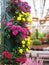 Macro photo with decorative background of bright colorful flowers grown in greenhouses for industrial production and sale in shops