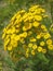 Macro photo with a decorative background of bright colors of tansy a herbaceous perennial plant of the Aster family Tanacetum