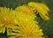 Macro photo with a decorative background of bright yellow petals of the herbaceous medicinal edible plant dandelion for design