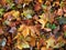 Macro photo with a decorative background of fallen autumn vivid color shades