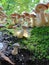 Macro photo with a decorative background of a family of mushrooms on an old tree in the forest on a vague background