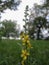 Macro photo with a decorative background of a flower of a herbaceous wild medicinal plant