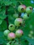 Macro photo with a decorative background of green ripening berries of the currant fruit shrub