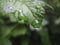 Macro photo with a decorative background of green tree leaves with rainwater drops in the summer season for design