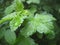 Macro photo with a decorative background of green tree leaves with rainwater drops in the summer season for design