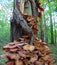 Macro photo with a decorative background of a large family of mushrooms on an old rotten tree trunk