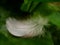 Macro photo with decorative background of light white feather of wild bird