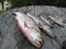 Macro photo with decorative background of live fresh natural river fish caught on spinning during the summer holiday fishing
