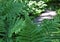 Macro photo with decorative background of the Park path in large leaves of ferns of green color shade