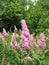 Macro photo with a decorative background of pink flowers on the branches of a shrub plant for landscaping