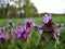 Macro photo with decorative background of purple flowers of herbaceous medicinal wild plant Lamiaceae for use in medicine