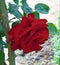 Macro photo with decorative background texture of beautiful bright velvet petals of a rose Bush varietal flower for landscaping